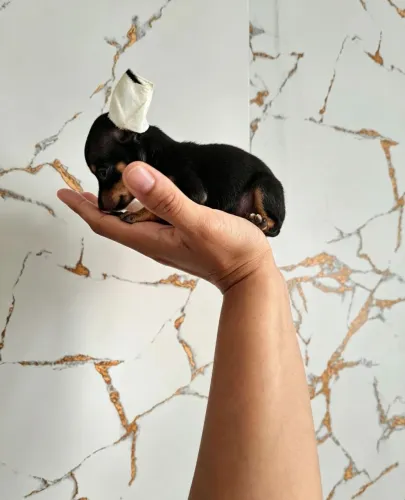 O menor pinscher zero que cabe na palminha da mão 
