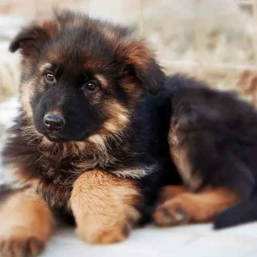 Pastor alemão Tem algo diferente nesse cachorro que conquista todo mundo