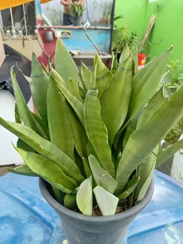 Planta Espada de São Jorge 