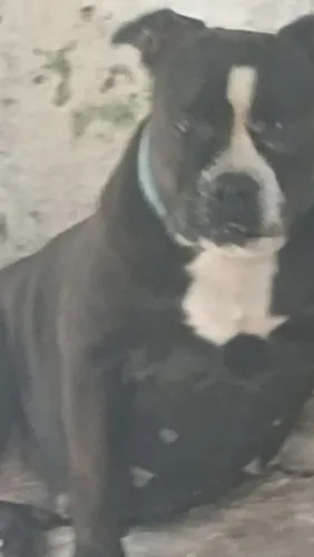 Pitbull fêmea no cio procura namorado