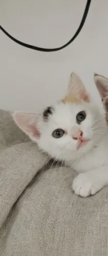 Gatinhos