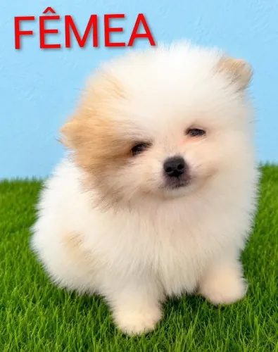 Spitz alemão Lulu da Pomerânia filhotes 