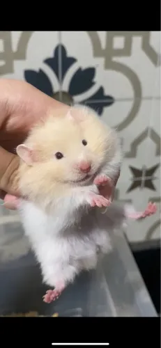 Hamster sírio 