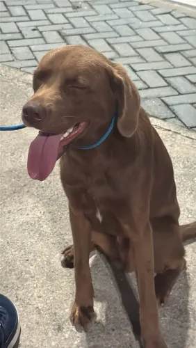Adoção de cachorro, SRD, pai vira lata e mãe labrador.