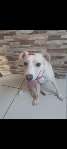Cadela linda e Dócil para doação 