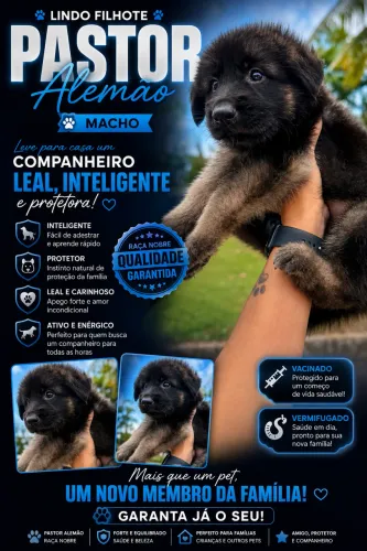 Pastor alemão macho e fêmea