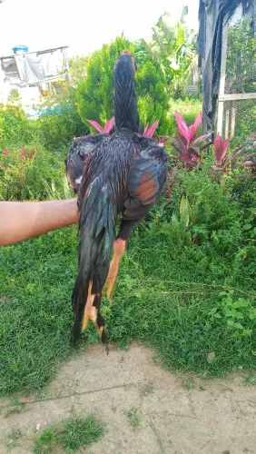 Vendo frango de ótimo genética 