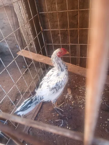 Frangos mura