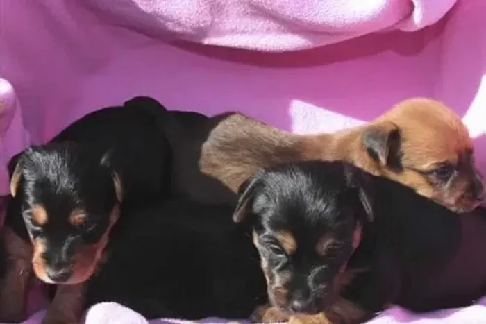 lindos e pequenos pinscher x chihu