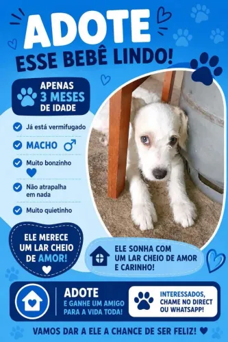 Doação desse cachorro lindo , tem 3 meses de idade 