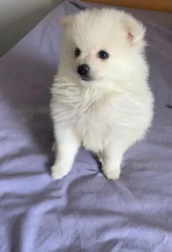Lulu da Pomerânia (Spitz Alemão Anão) - Filhotes Disponíveis