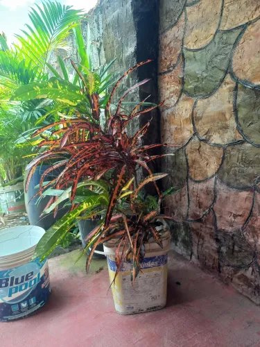 Natureza e saúde plantas e frutíferas 