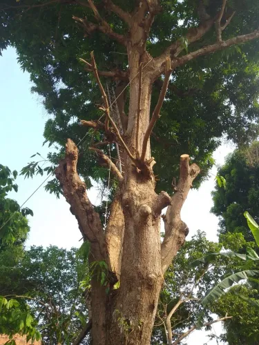 Roçagem Limpeza cortes e podas 