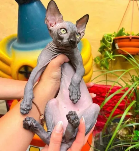 Sphynx gato pelado filhote preto _ ler o informativo 