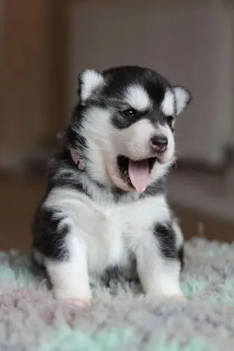 Husky Siberiano - Seu Futuro Companheiro Está A Um Passo 