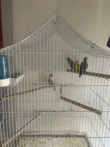 Gaiolas