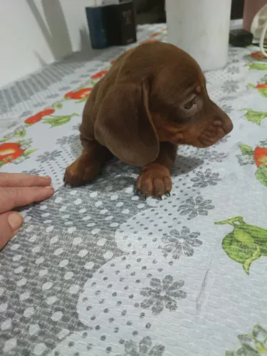 Salsicha: Uma Companhia Especial para a Nova Fase da Família