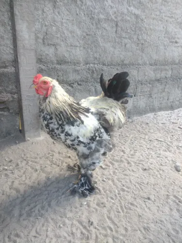 Galo Brahma com excelente genética 