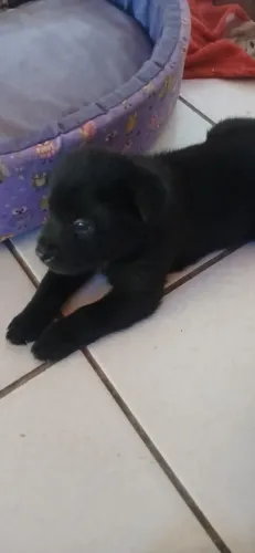 Cachorro ?