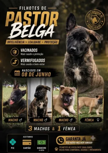 FILHOTES DE PASTOR BELGA DISPONÍVEIS!