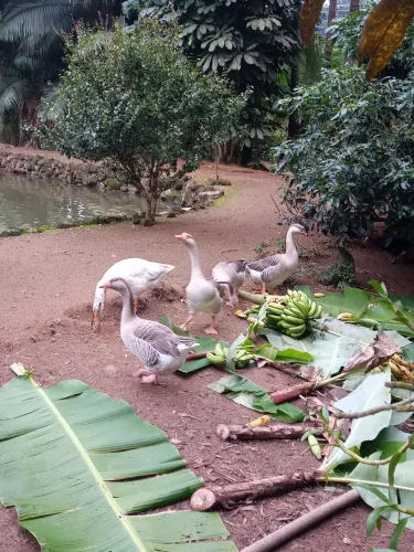 Ganso Sinaleiro