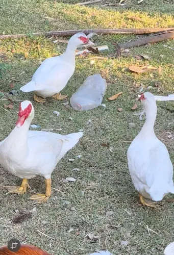 Casal de patos brancos