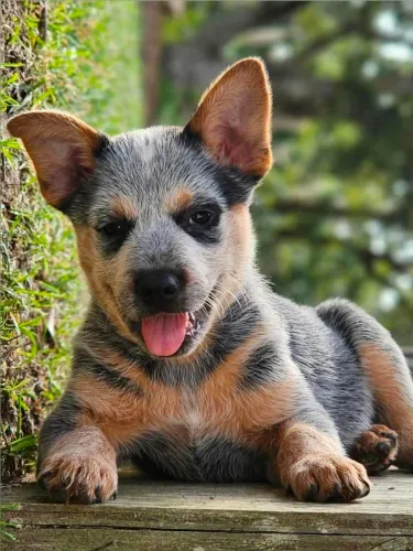 Blue Heeler Macho - Boiadeiro Australiano - Australian Cattle Dog