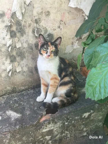 gatinha tricolor castrada