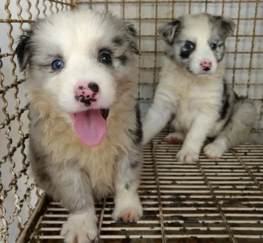 Seu Novo Border Collie Espera por Você ? Confira a Disponibilidade