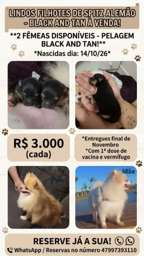 Spitz Alemão fêmea
