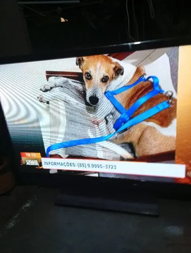 Tv nil plasma de 43 polegada sansug