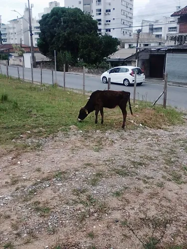 Terneira 