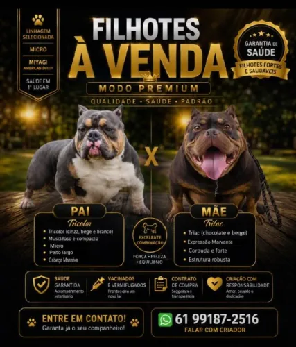 American bully micro