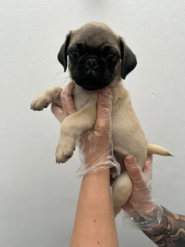 Pug filhotes , pedigree e garantia 