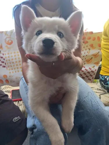 Husk siberiano