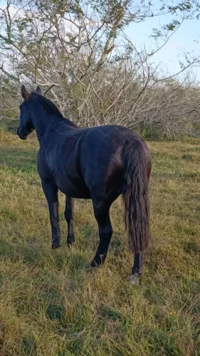 Vendo égua 