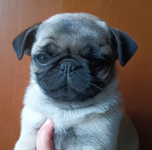 PUG fêmea filhote, 2,5 meses 