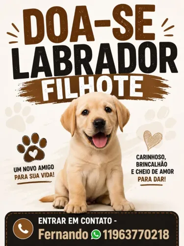 Doaçao de cão labrador