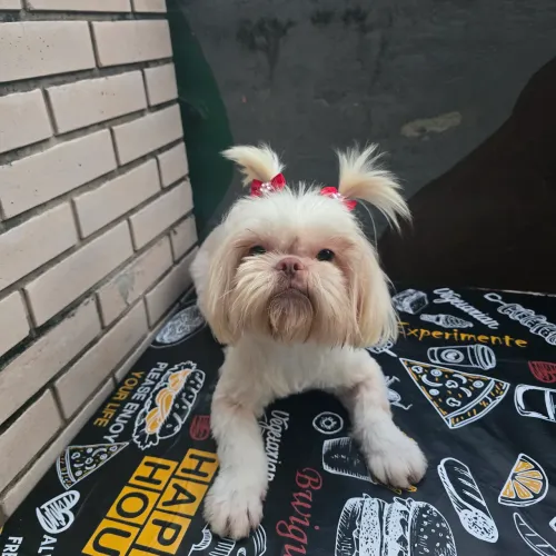 Shitzu Fêmea Linda Pura jovem nariz e olhos claros Vacinada! Aceito cartão 