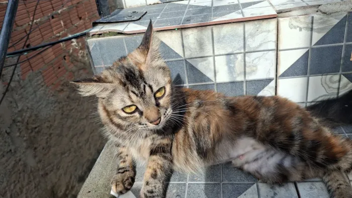Doação de gatos abandonados