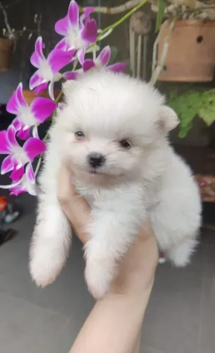Lulu da pomerânia anão branco 