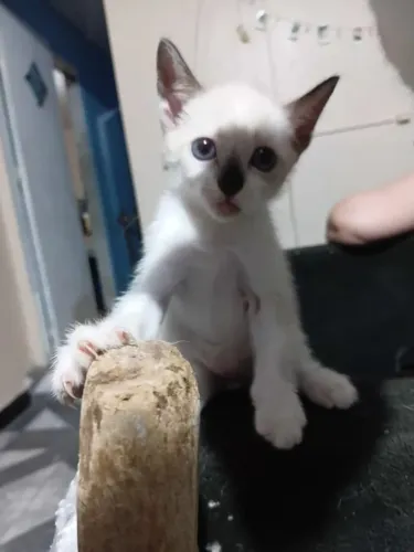 ? Doação Responsável de Gatinhos - 3 Meses ?