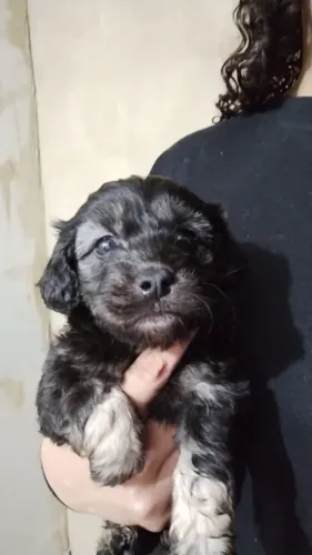Cachorrinhos, *raça:* poodle toy.<br>*Tempo:* 1 mês e meio.<br>*valor:* 250$<br>2 machos. 
