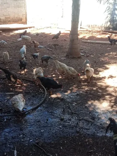 Frangos, galinhas e galos caipiras
