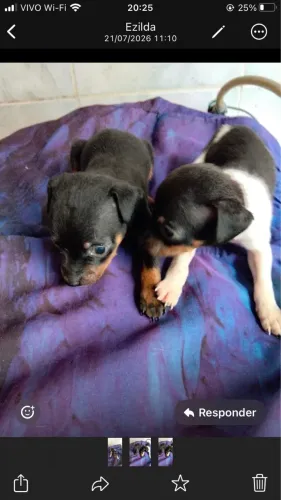 Vendo Pinscher TAM 1