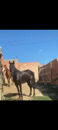 Cavalo Manga Larga marcha batida