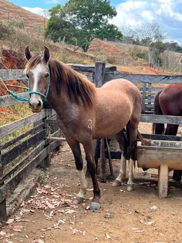 Potro Mangalarga Marchador Registrado
