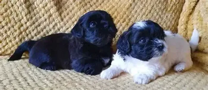POODLE X MALTES Um peludinho para aquecer seu coração. Zap 9.975I.649I