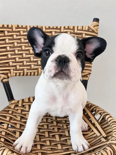 Vende-se buldogue francês