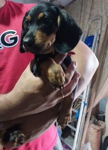 Macho Teckel (Salsicha) com 3 meses já vacinado e vermifugado